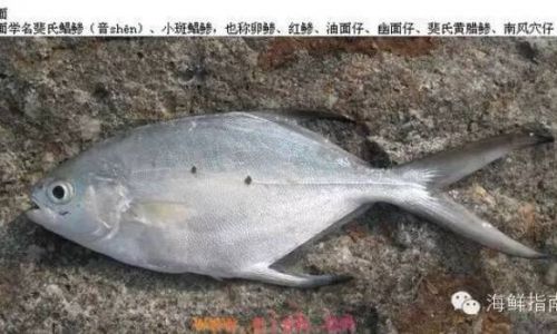 Are Codfish Marine Fish?An In-Depth Exploration