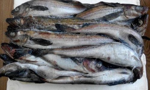 Unraveling the Mystery:Is Cod Simply Another Name for Mingtai Fish?