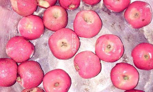 Mastering the Art of Snowball Hawthorn:A Comprehensive Guide to Making the Perfect Dessert