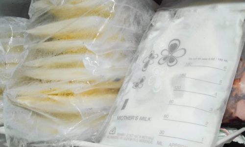 The Proper Preservation Methods for Tibetan Snow Lotus Yogurt Starter Culture