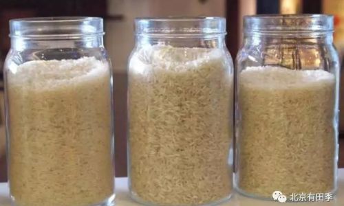 The Proper Preservation Methods for Tibetan Snow Lotus Yogurt Starter Culture