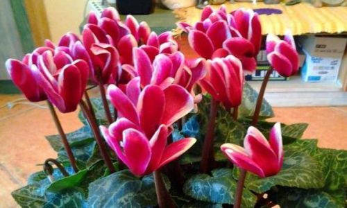 Preserving Snow Lotus Fruit:Techniques for Long-Term Freshness