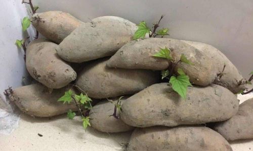 Preserving Snow Lotus Fruit:Techniques for Long-Term Freshness