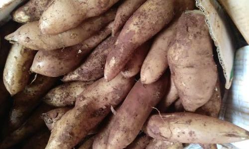 Preserving Snow Lotus Fruit:Techniques for Long-Term Freshness
