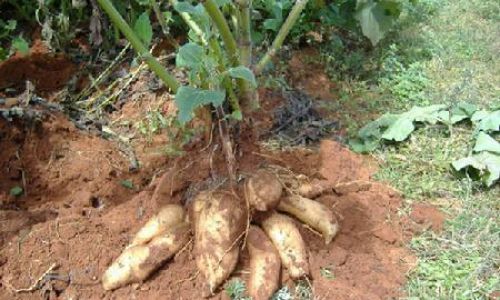 Distinguishing雪莲果 Yacon Root)and Sweet Potatoes:A Comprehensive Guide