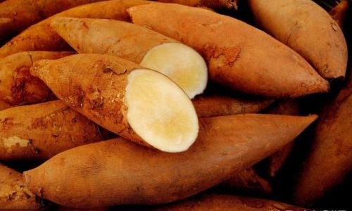 Distinguishing雪莲果 Yacon Root)and Sweet Potatoes:A Comprehensive Guide