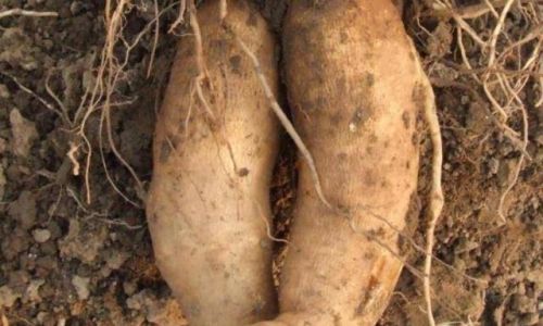 A Simple Introduction to the Ways of Enjoying Yacon Root
