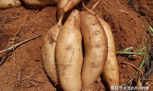A Simple Introduction to the Ways of Enjoying Yacon Root
