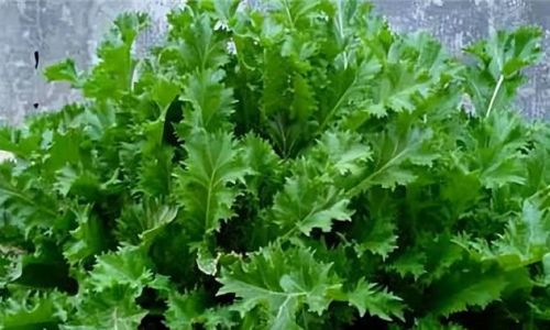 Unraveling the Mystery of Potherb Mustard:What is Snowy Red?