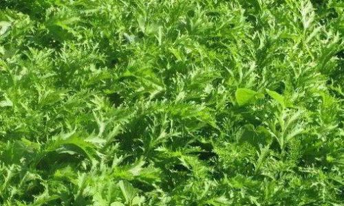 Unraveling the Mystery of Potherb Mustard:What is Snowy Red?
