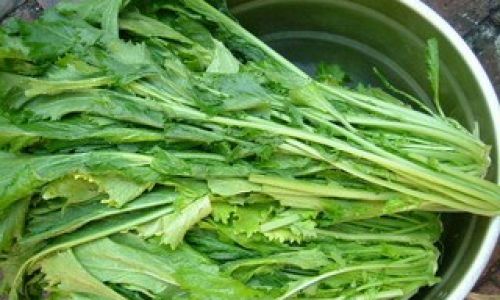 Unraveling the Mystery of Potherb Mustard:What is Snowy Red?