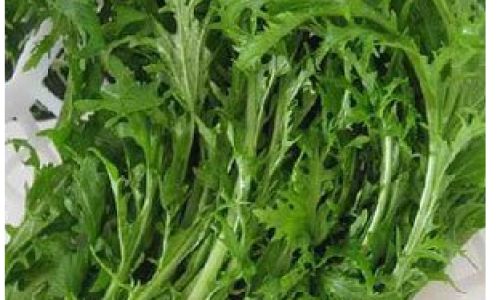 Unraveling the Mystery of Potherb Mustard:What is Snowy Red?