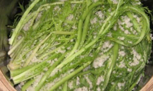 Mastering the Art of Pickling Potherb Mustard Brassica Juncea)for the Best Sour Cabbage Experience