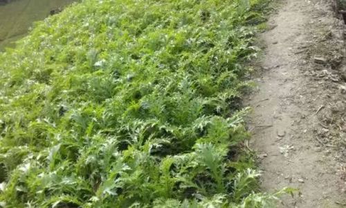 Mastering the Art of Pickling Potherb Mustard Brassica Juncea)for the Best Sour Cabbage Experience