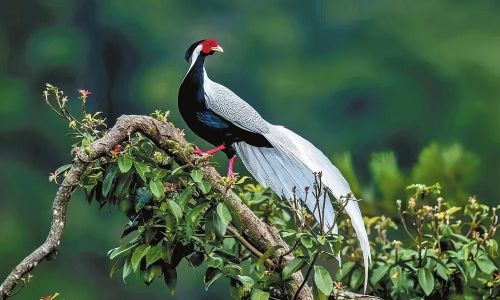 Are Cockatiels Nymphicus hollandicus)Protected as National Wildlife in Various Jurisdictions?