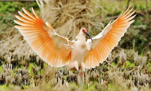 Are Cockatiels Nymphicus hollandicus)Protected as National Wildlife in Various Jurisdictions?