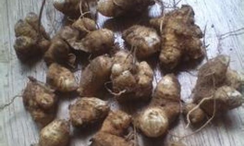 Exploring the Culinary Delights of Scrophularia:Versatile Ways to Enjoy Scrophularia Ningpoensis