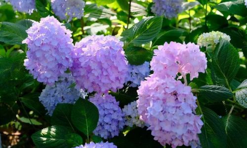 Can Hydrangeas Thrive Indoors?An In-Depth Guide