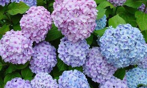 Can Hydrangeas Thrive Indoors?An In-Depth Guide