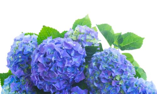 Can Hydrangeas Thrive Indoors?An In-Depth Guide