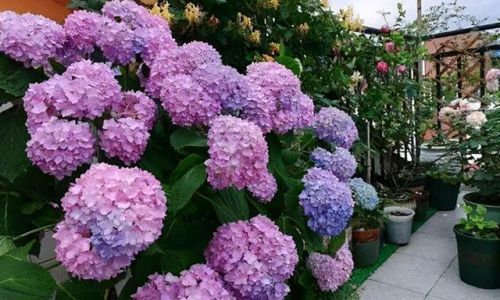 Can Hydrangeas Thrive Indoors?An In-Depth Guide
