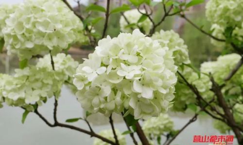 An Introduction to Common Varieties of Hydrangeas