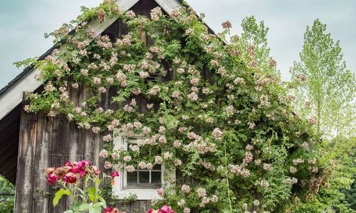 An Introduction to Common Varieties of Hydrangeas