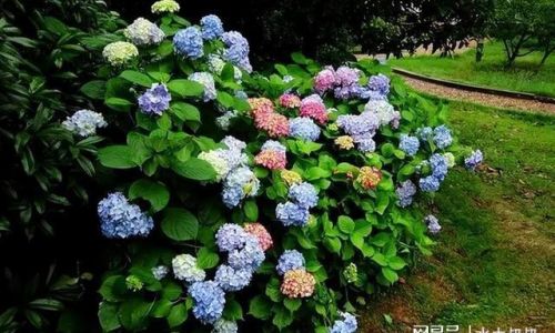 An Introduction to Common Varieties of Hydrangeas