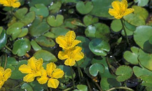 Edibility of Duckweed Nymphaea spp.A Comprehensive Guide