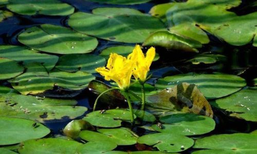 Edibility of Duckweed Nymphaea spp.A Comprehensive Guide