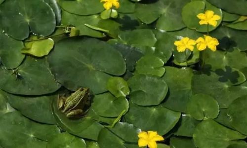 Edibility of Duckweed Nymphaea spp.A Comprehensive Guide