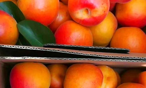 Preserving Apricots:Effective Methods for Long-Term Storage