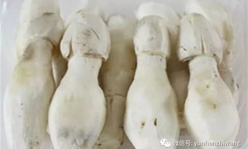 Are Pleurotus Eryngii and Coprinus Comatus the Same?Unraveling the Mystery of Mushroom Identity