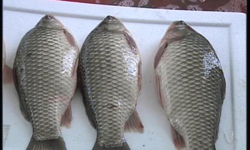 Culinary Delights of Xingkai Lakes Giant White Fish:A Guide to Making It Delicious