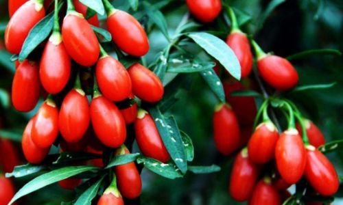 Drying Freshly Picked Goji Berries:A Comprehensive Guide