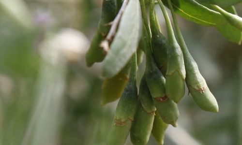 Drying Freshly Picked Goji Berries:A Comprehensive Guide