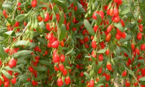 Drying Freshly Picked Goji Berries:A Comprehensive Guide
