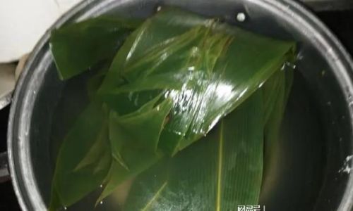 Unraveling the Mystery:Why Fresh Bamboo Leaves Lack Aroma