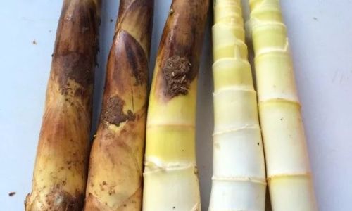 Delightful Ways to Cook with Fresh Bamboo Shoots