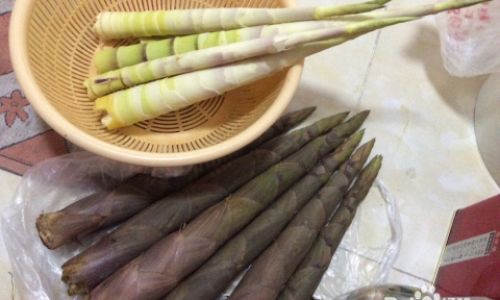 How to Handle and Cook Fresh Bamboo Shoots:A Culinary Exploration