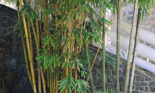 Cooking Fresh Bamboo Shoots:Understanding the Optimal Boiling Time