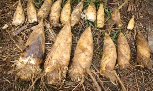 Preserving the Freshness of Bamboo Shoots:Effective Storage Methods