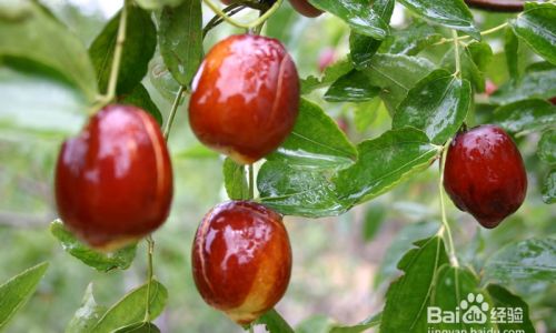 How Long Can Fresh Jujubes Be Preserved?