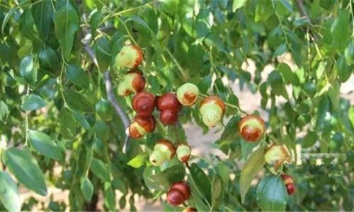 Preserving Fresh Jujubes:Effective Techniques and Tips