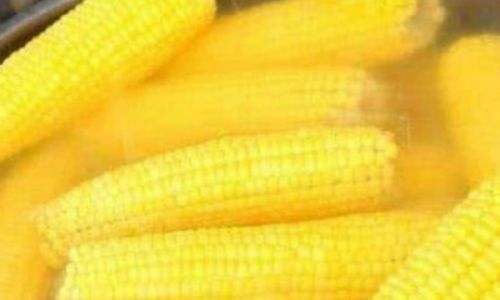 How Long Does It Take to Steam Fresh Corn to Perfection?