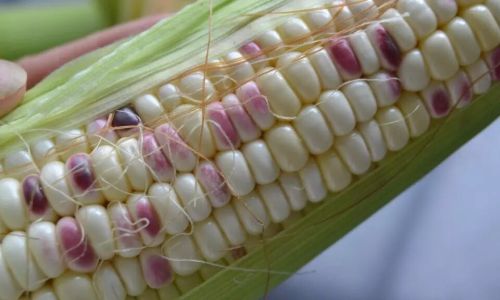 Preserving the Freshness of Corn Over Extended Periods:Innovations and Techniques