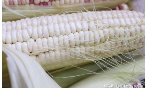 Preserving the Freshness of Corn Over Extended Periods:Innovations and Techniques