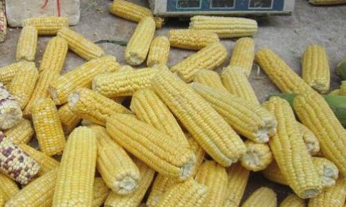 Preserving the Freshness of Corn Over Extended Periods:Innovations and Techniques