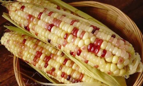 Preserving the Freshness of Sweet Corn:Techniques and Tips