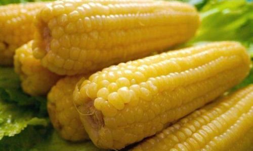 Preserving the Freshness of Sweet Corn:Techniques and Tips